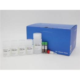 Magnetic Bead-based Plasmid DNA Miniprep Kit