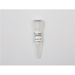 pBR322 plasmid DNA