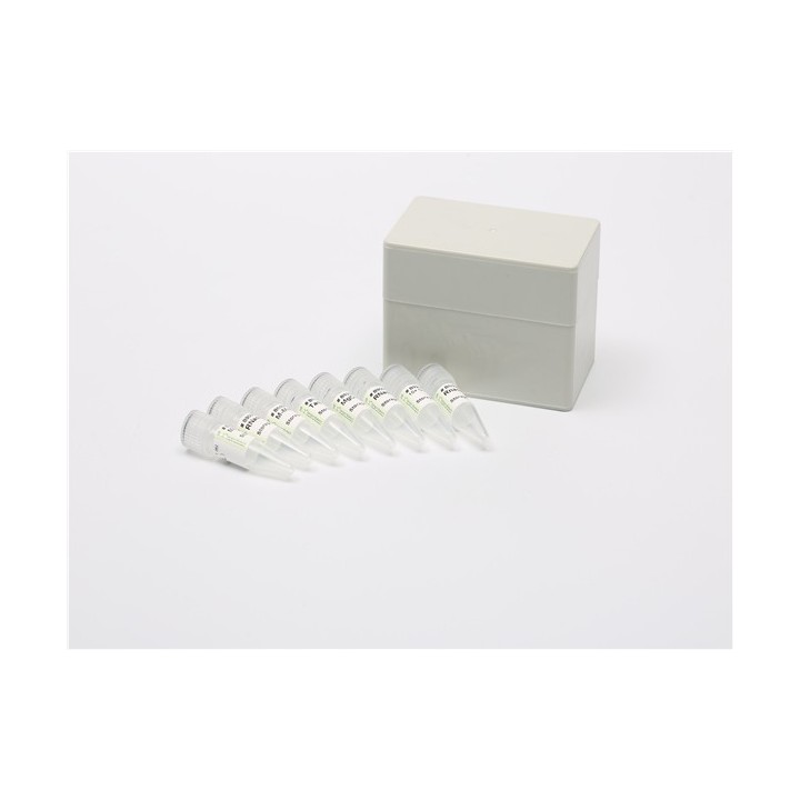 One-step RT-PCR Amplification Kit (M-MuLV)