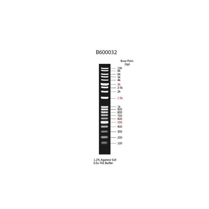 RealBand DNA Molecular Weight Standard Marker (100~10000 bp)