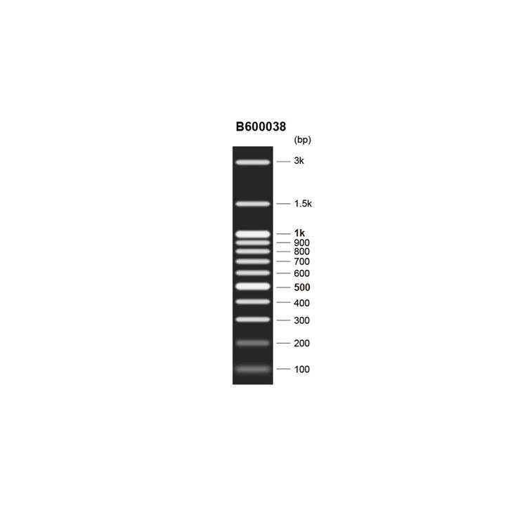 DNA molecular weight standard marker L+ (100~3000 bp)