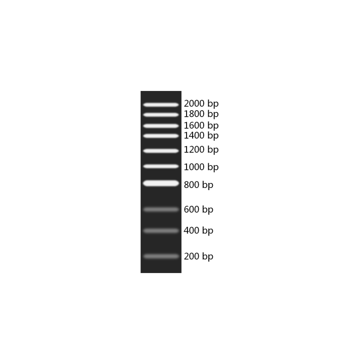 DNA Recombinant Marker F+ (200~2000 bp)