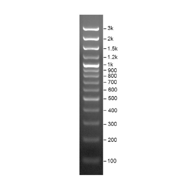 DNA Enrichment Marker M (100~3000 bp) ,Ready-to-use