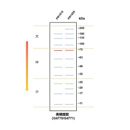 One-step color gradient SDS-PAGE gel preparation and electrophoresis kit