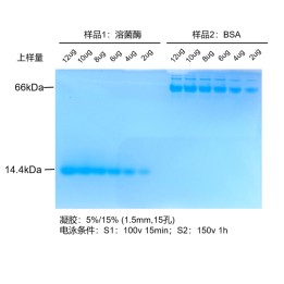 Basic protein non-denaturing PAGE gel preparation and electrophoresis kit