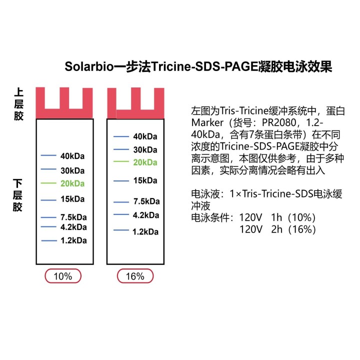 One-step color Tricine-PAGE gel rapid preparation and electrophoresis kit (10%)