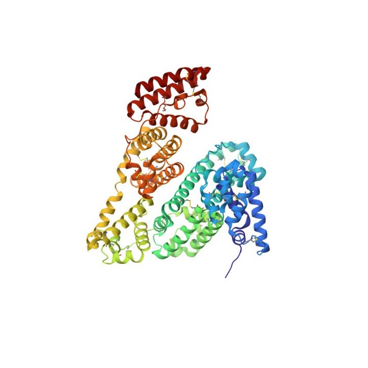 Bovine serum albumin molecular weight standard