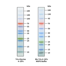 RealBand four-color prestained protein marker, standard range, 10~180 kDa