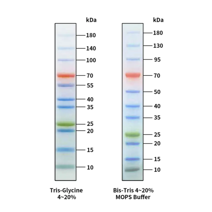 RealBand four-color prestained protein marker, standard range, 10~180 kDa