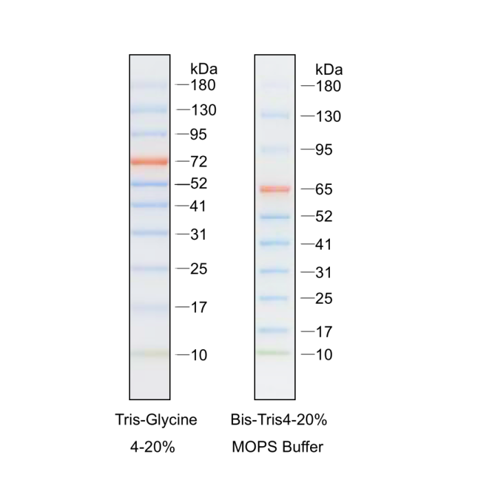 RealBand trichrome prestained protein marker II, standard range, 10~180 kDa