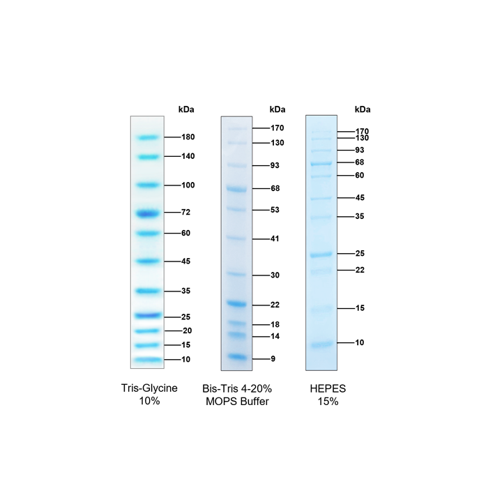 RealBand monochrome prestained protein marker, standard range, 10~180kDa