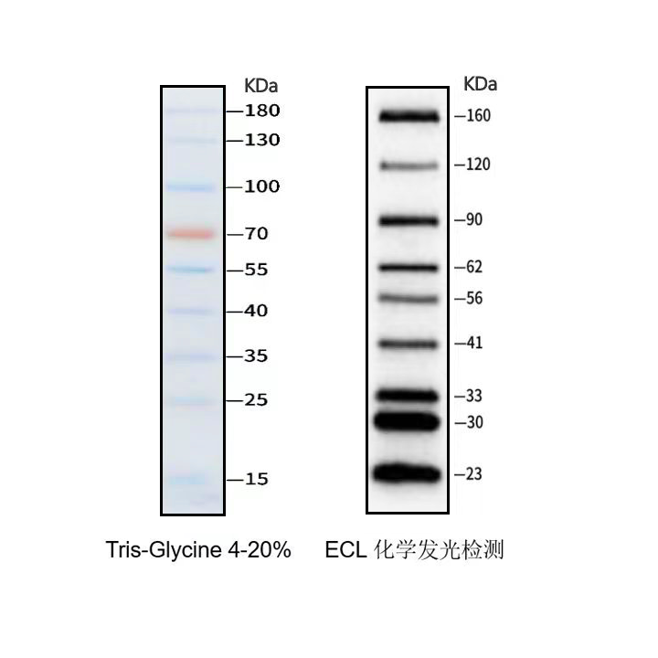 Real-band Western blotting two-color pre-stained protein markers, standard range, 15~180kDa